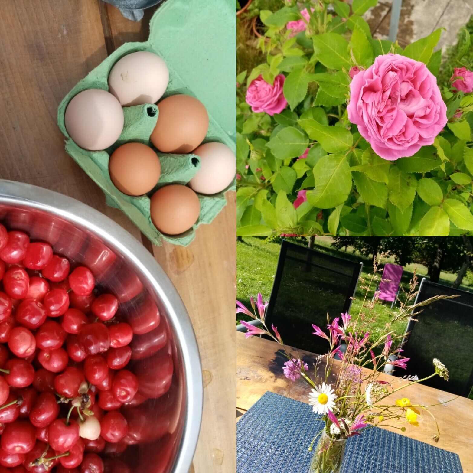 Une barquette d’œufs verte contenant des œufs, un bol de cerises et un jardin avec des roses roses et un vase de fleurs.
