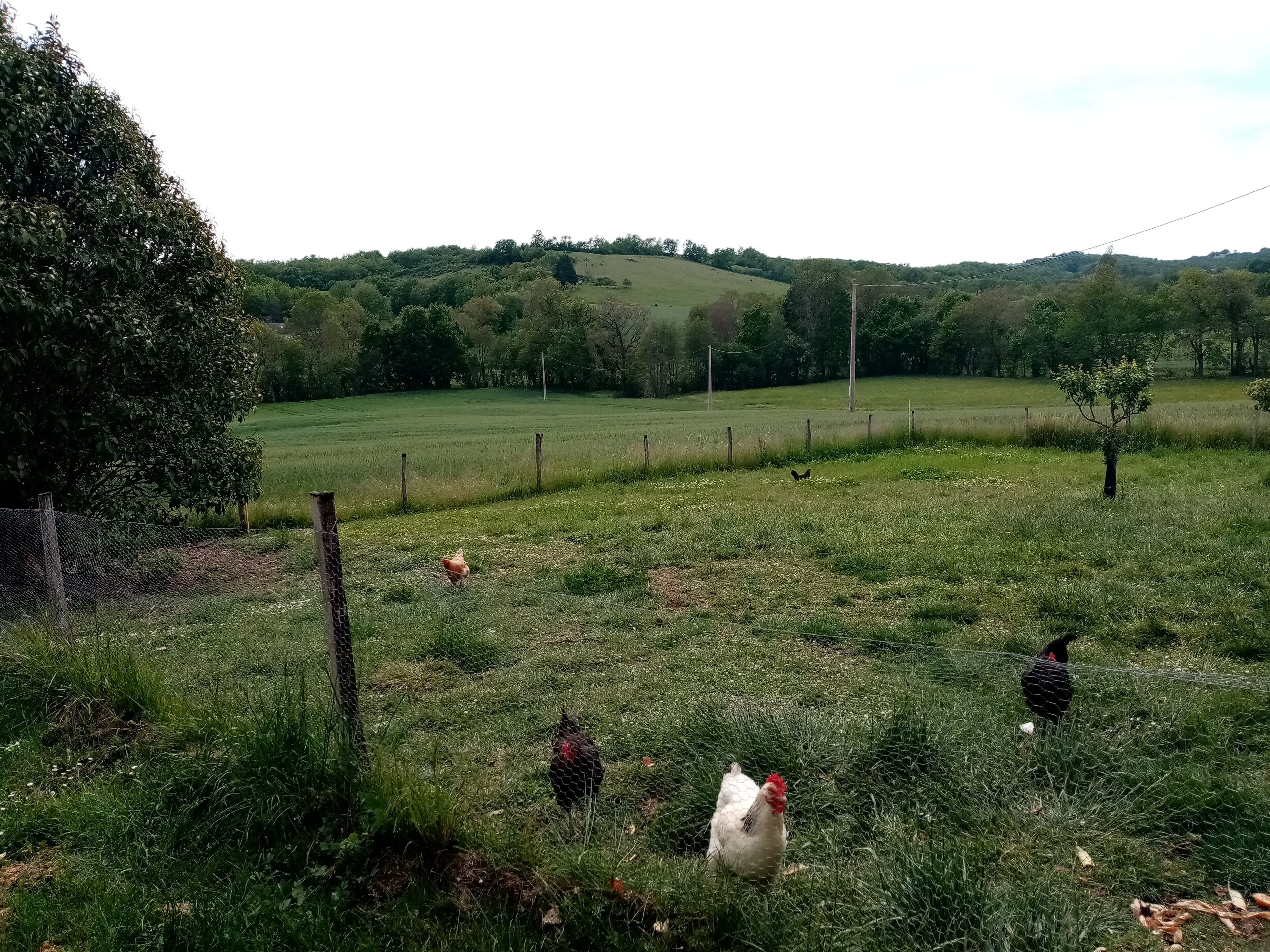 A rural landscape with a fenced field, trees, and a hill in the background.