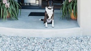 A dog sitting on a porch with a brick wall and a door with glass panels. - Vineyard Views Country House (Riebeek Kasteel)