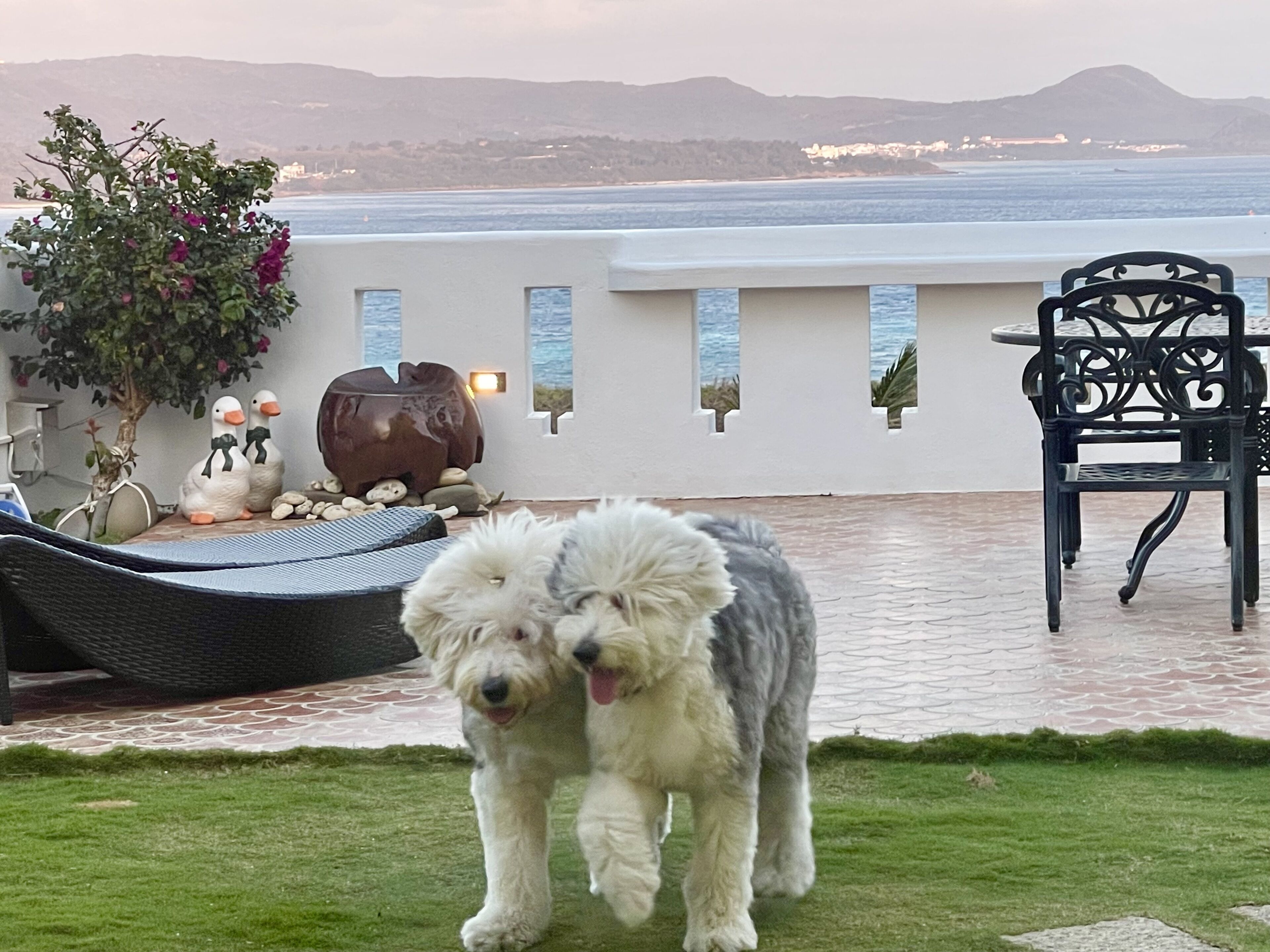 A patio with two dogs, a chair, a table, and a view of the sea.