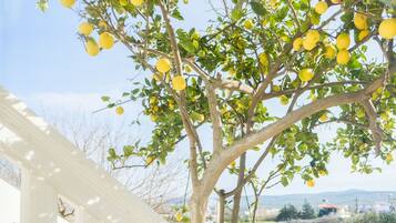 Apartment | Ausblick vom Zimmer