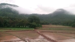A landscape with terraced fields and a forested mountain in the background. - Hotel Asliya Regency (Mawathagama)