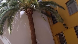 Una palmera en un patio con un edificio amarillo al fondo.
