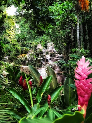 A lush garden with a waterfall, dense foliage, and a pink flower in the foreground.