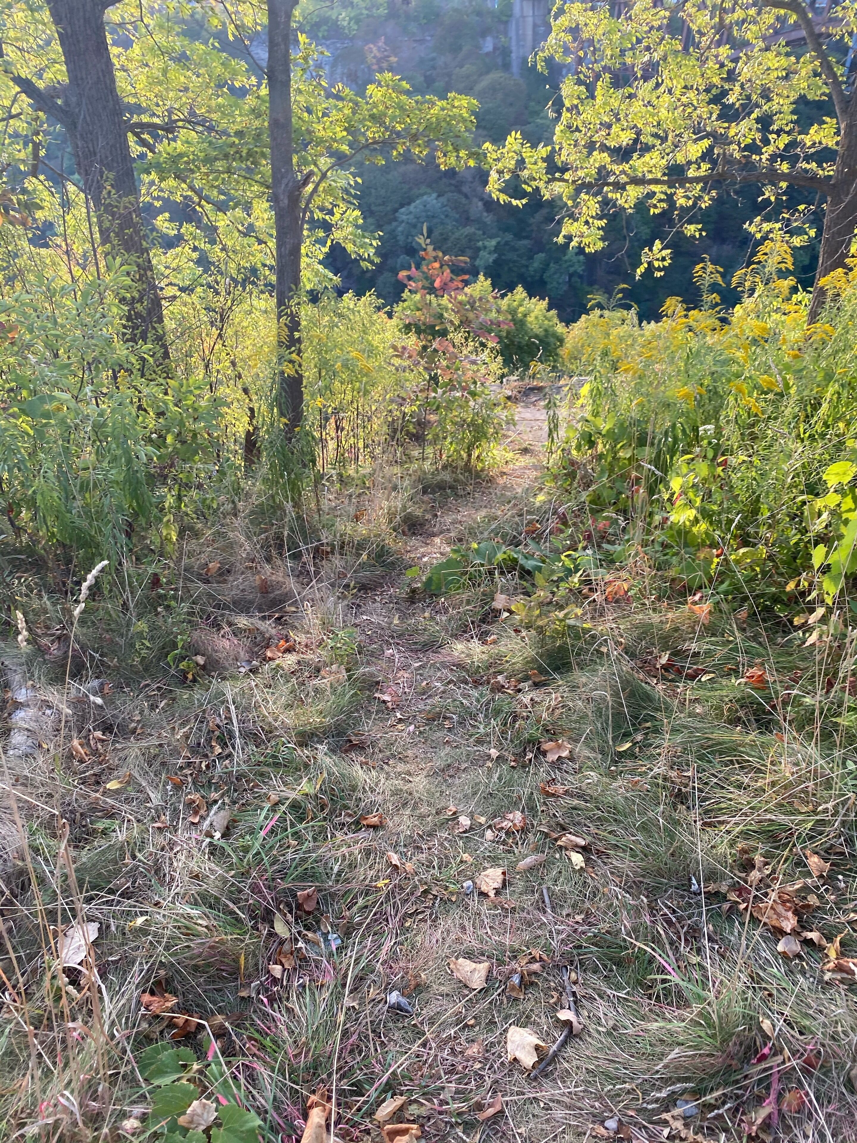Un espacio natural al aire libre con árboles y vegetación.