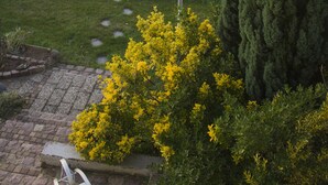 Un vignoble avec des rangées de vignes, une terrasse en bois et un grand arbre au premier plan.