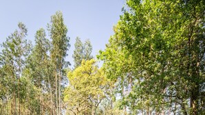 A clear pool surrounded by stone walls and trees. - Cottage with private pool (Briteiros São Salvador- Guimarães)