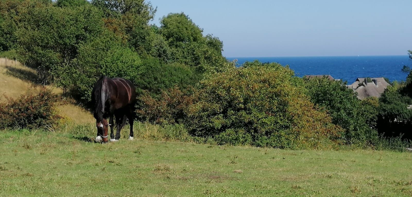 A horse grazing in a grassy field with dense foliage and a view of the ocean in the background.