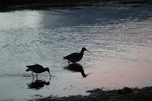 Two birds standing in shallow water.