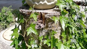 Uma placa de boas-vindas com uma estátua de sapo no topo, apoiada em um pedestal de pedra coberto de hera.