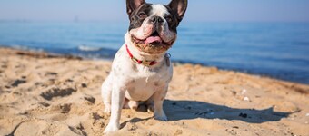 Southern Breeze 5 Bedrooms Short Walk to Beach