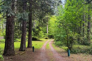 Un área boscosa con un sendero de tierra que serpentea entre árboles altos.