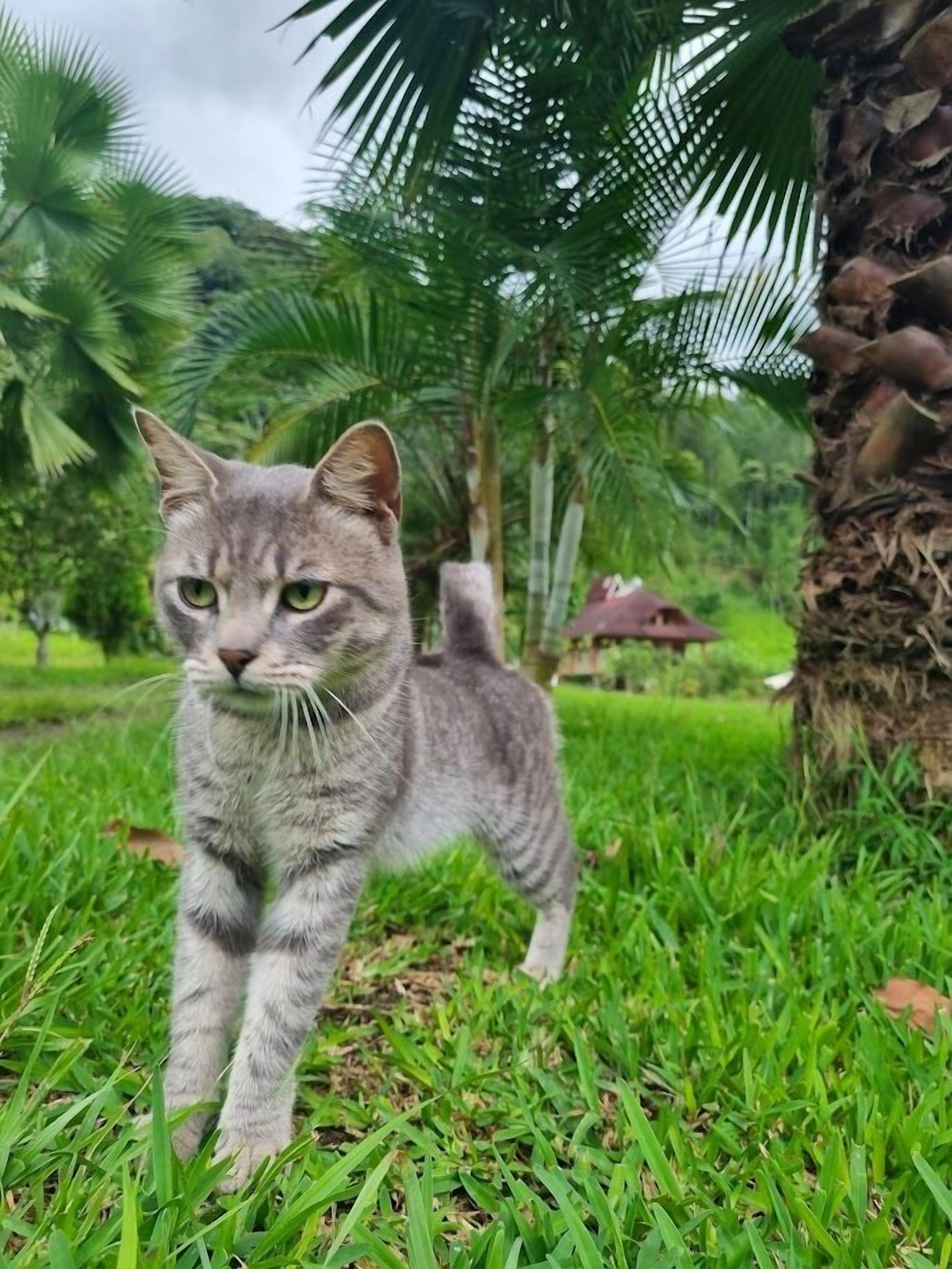 Eine Katze auf Gras mit Palmen im Hintergrund.