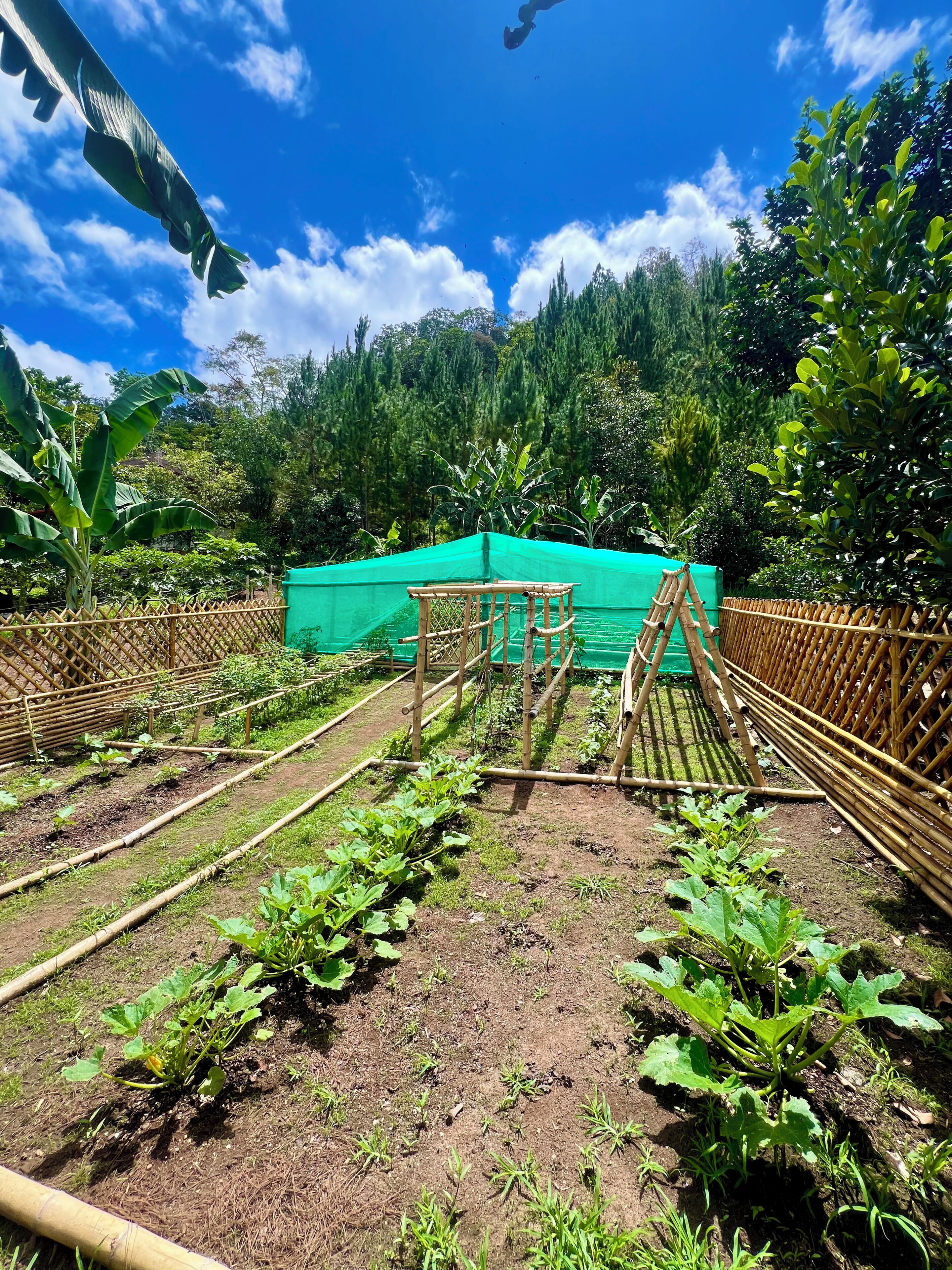 Un jardín con bancales elevados, estructuras de bambú y un toldo verde.
