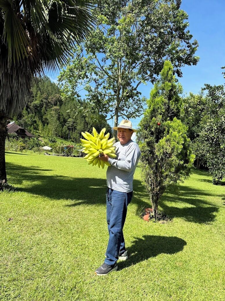 Eine Person hält eine Bananenstaude in einer grünen, bewachsenen Landschaft mit Bäumen und blauem Himmel.