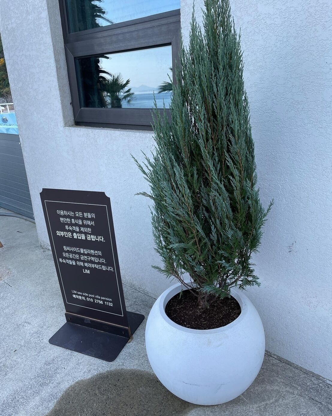 A potted evergreen shrub next to a building with a window and a signboard.