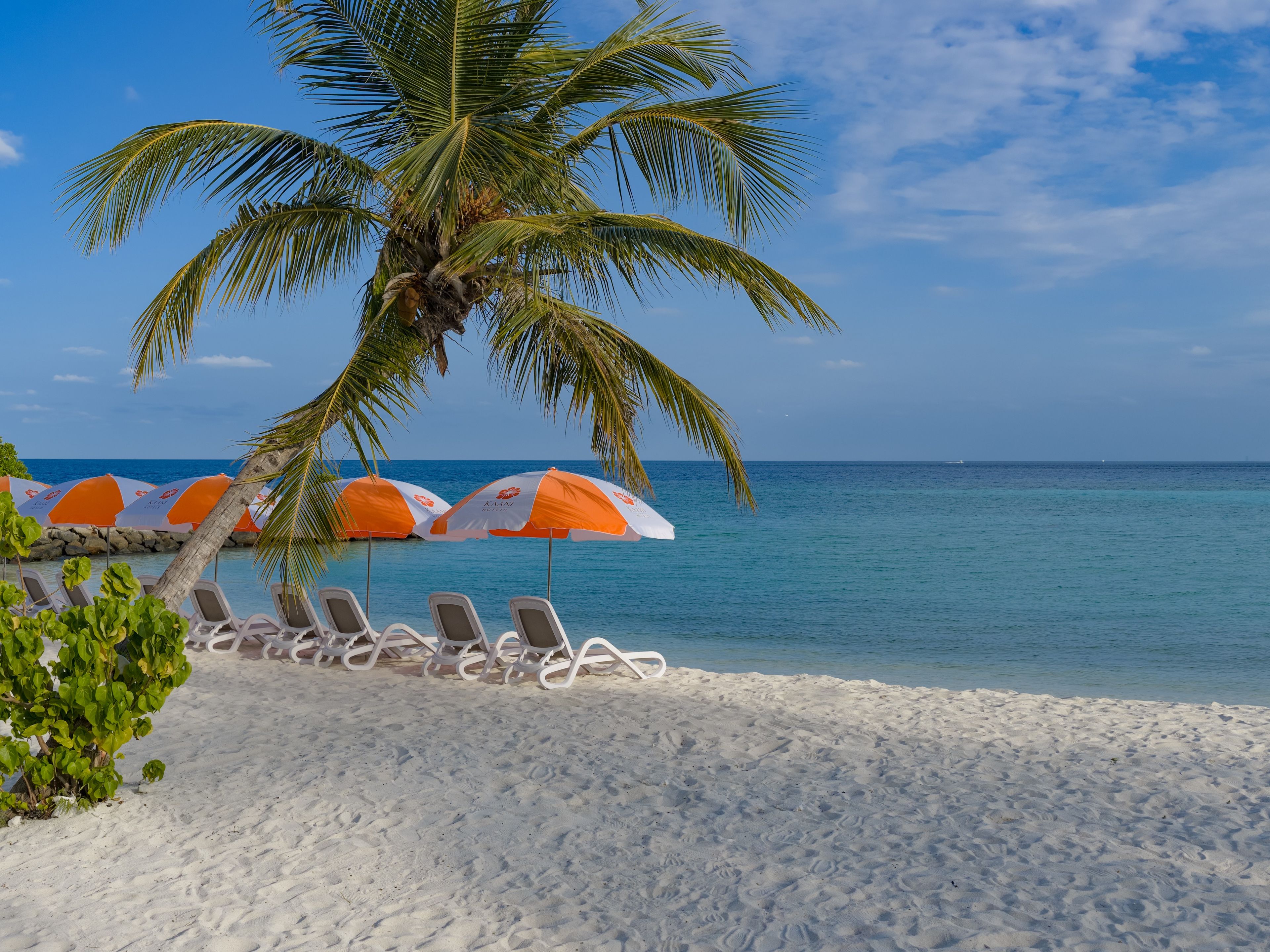 A beach with white lounge chairs and orange umbrellas, palm trees, and a clear blue sky.