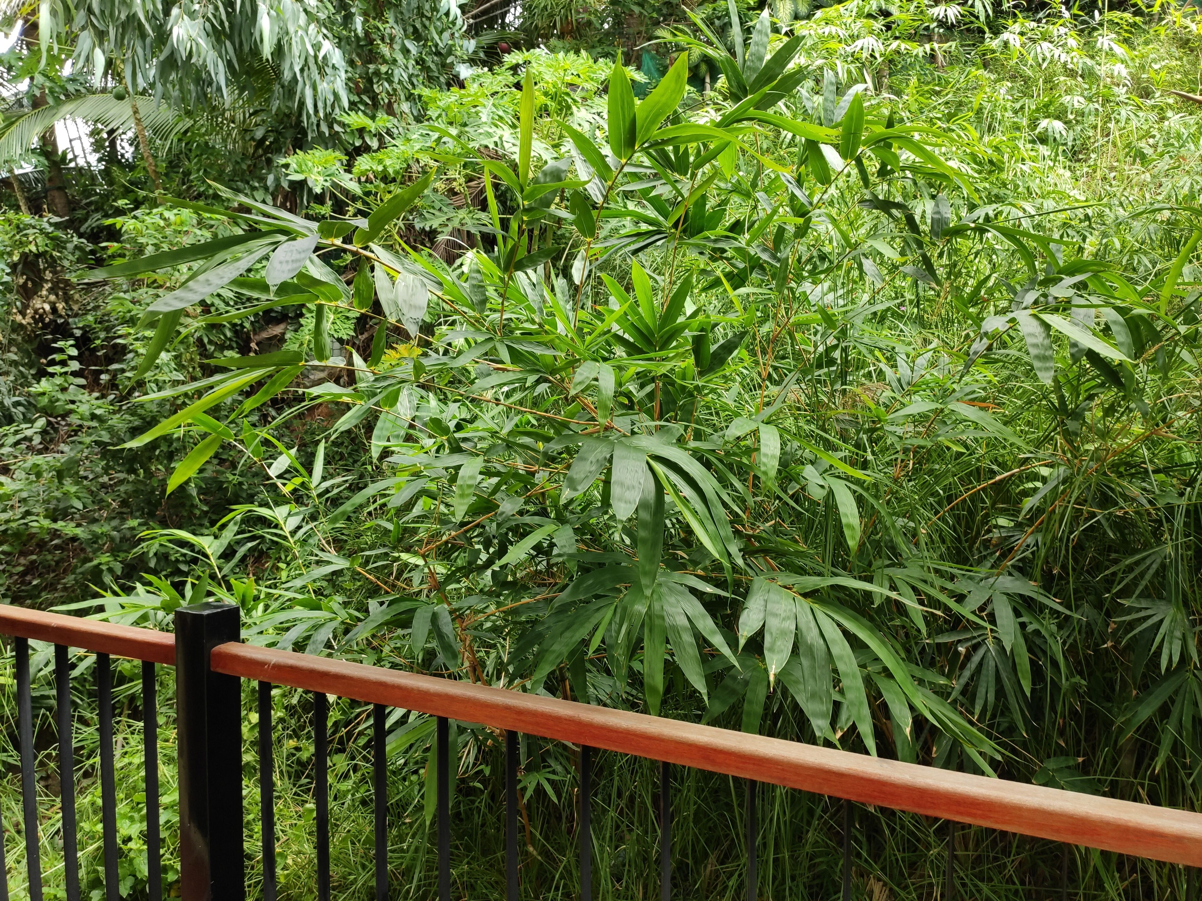 A lush garden with dense foliage and a metal fence.