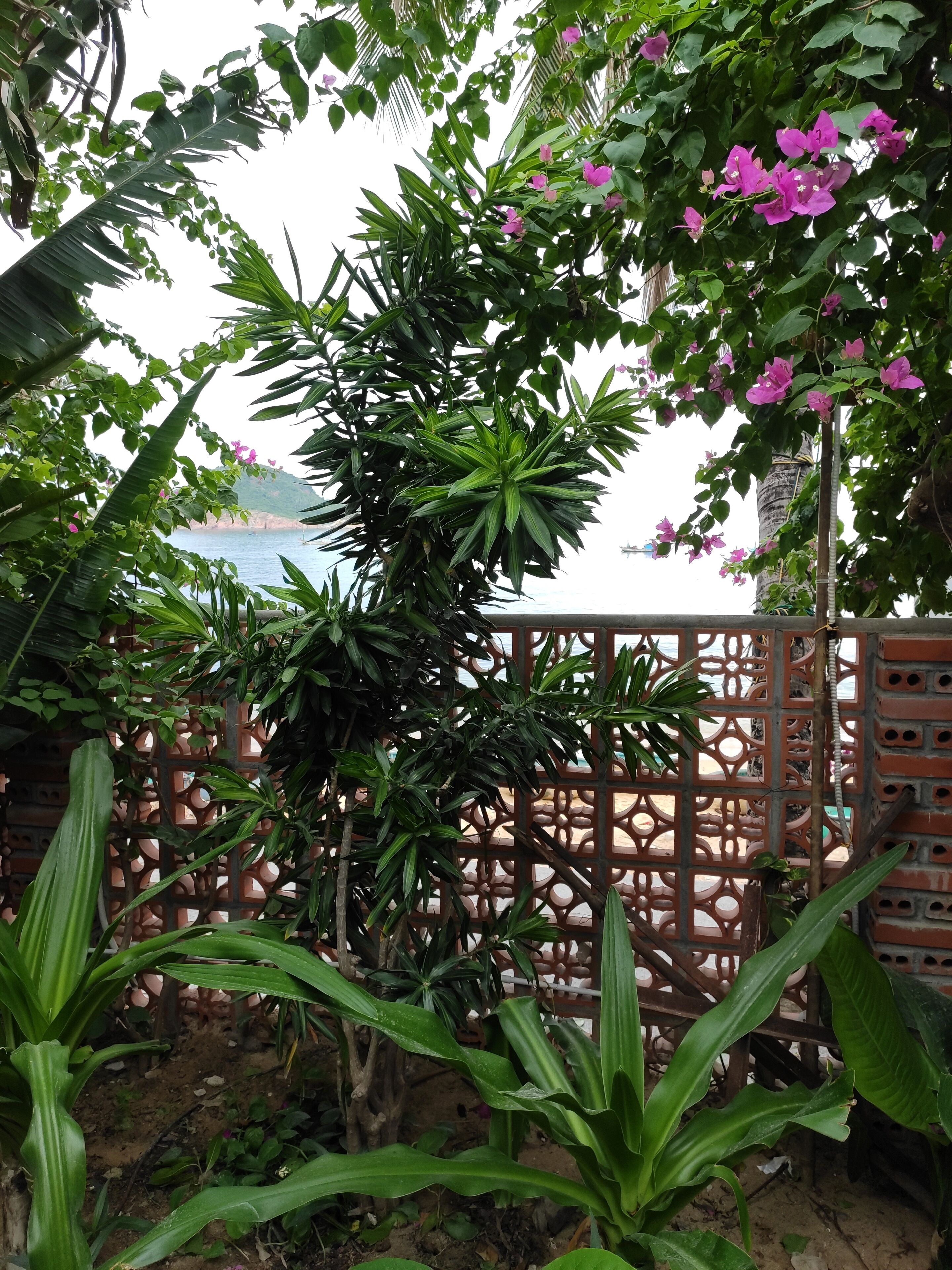 Un jardin avec différentes espèces de plantes et une vue sur la mer.