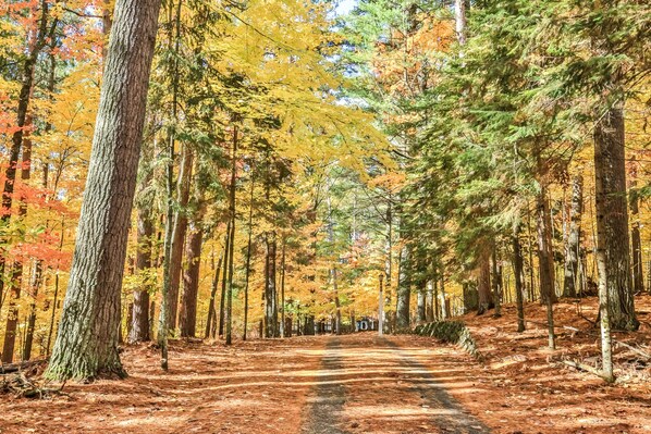 Un sendero en el bosque, bordeado de altos árboles y un camino de tierra.