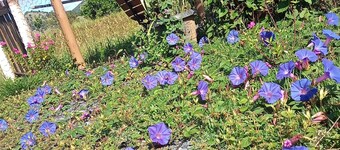 Pousada Flores De ipê