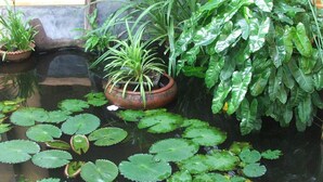 A tranquil indoor garden with a water feature, lush greenery, and potted plants. - Ging Oya Lodge (Wennappuwa)
