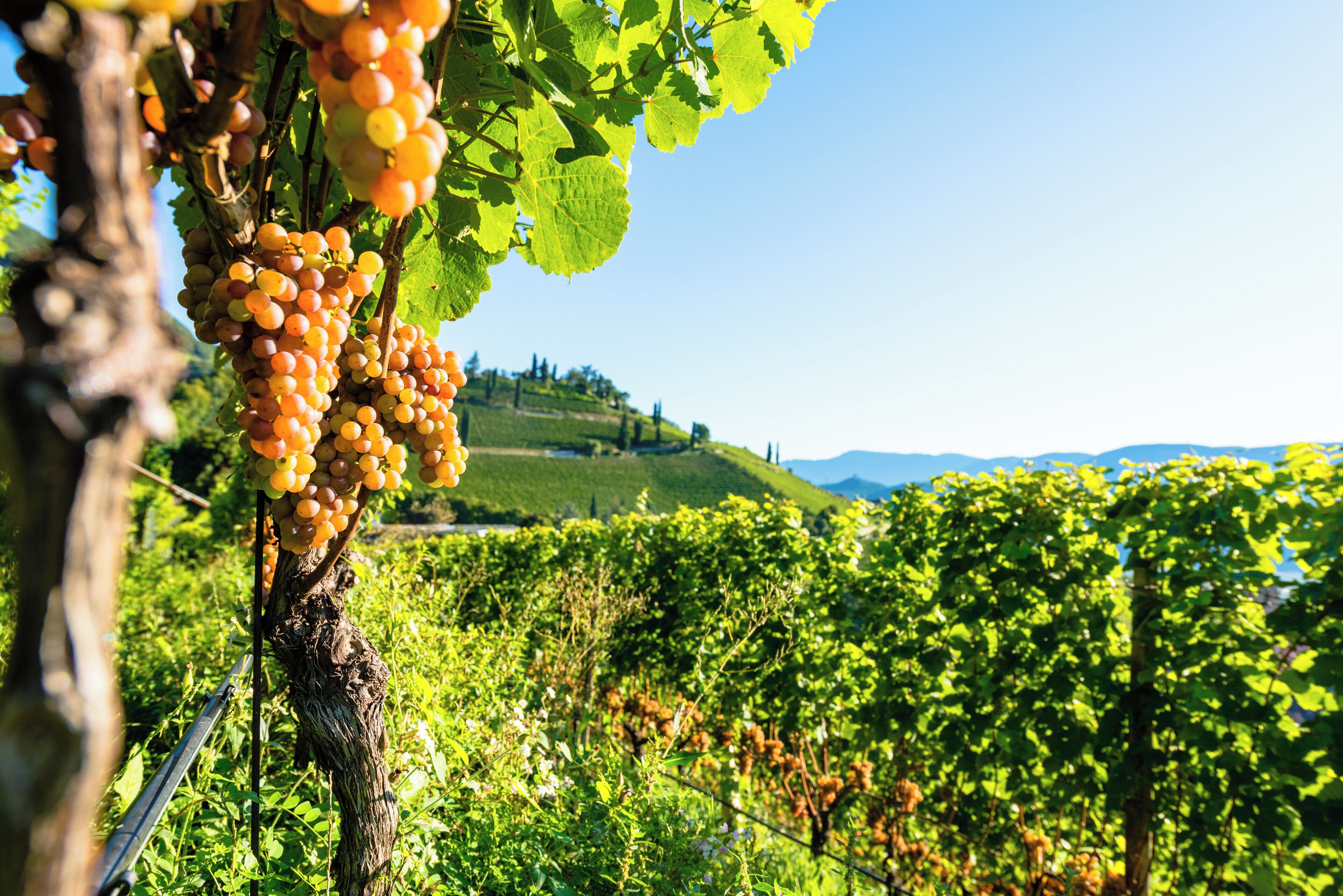 A vineyard with rows of grapevines and a clear sky.