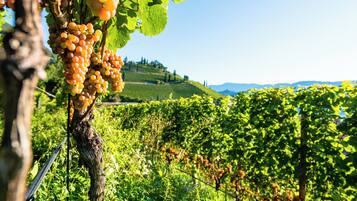 A vineyard with rows of grapevines and a clear sky.