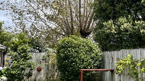 Un patio trasero con cerco de madera, un pequeño jardín y un árbol de hojas verdes.