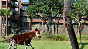 Una cebra en una zona con hierba, con un edificio al fondo.