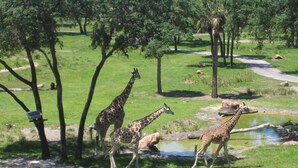 Un grupo de jirafas en un recinto cubierto de hierba, con árboles y un estanque.