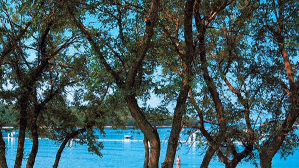 Une scène de plage avec des arbres, un ciel bleu dégagé et une mer calme.