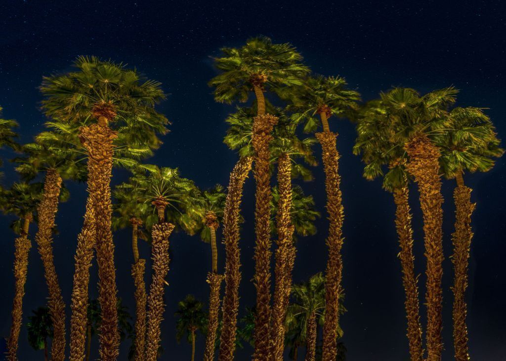 A row of tall palm trees against a dark night sky.