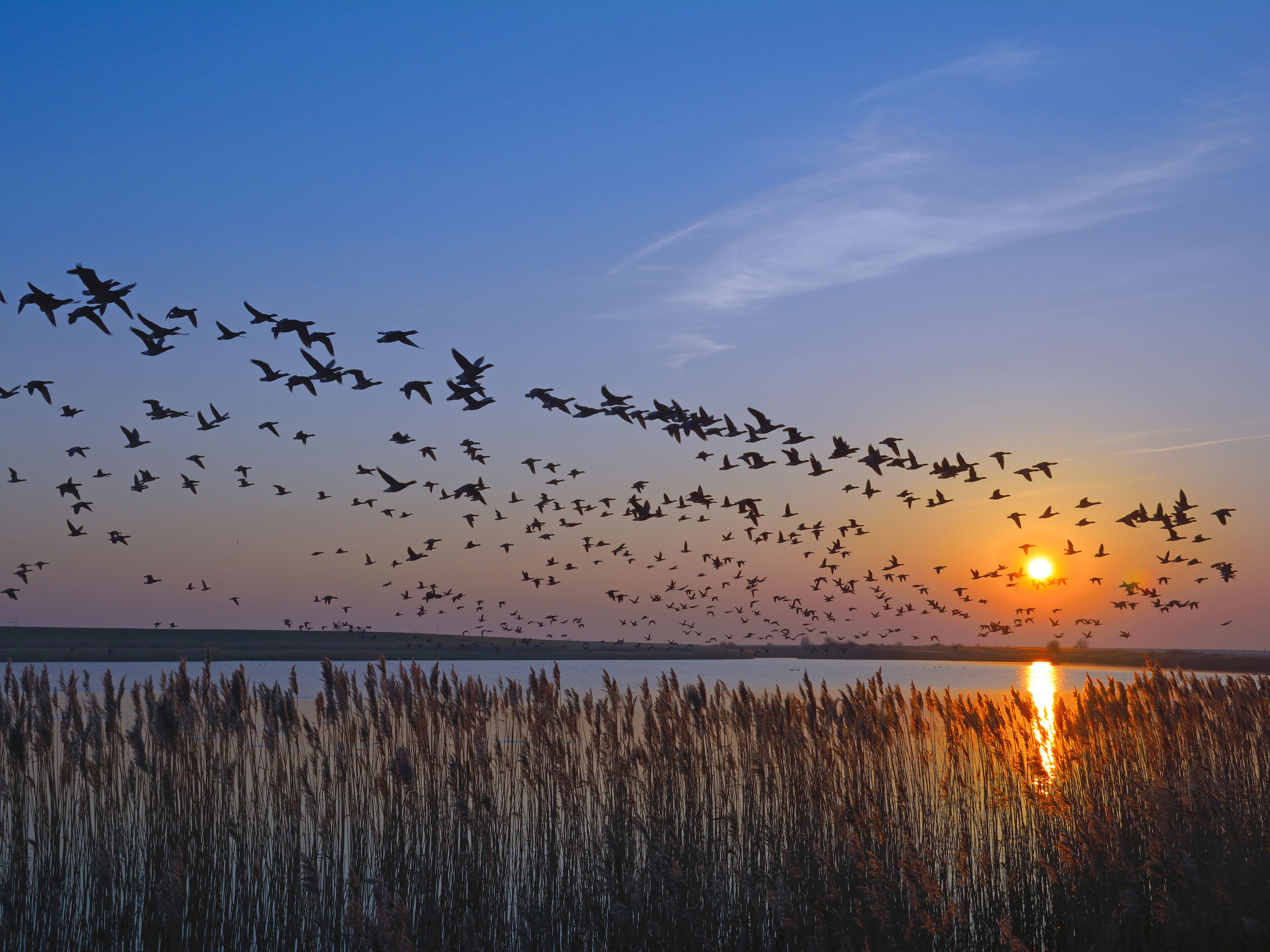 Um pôr do sol sobre a água, com juncos em primeiro plano.
