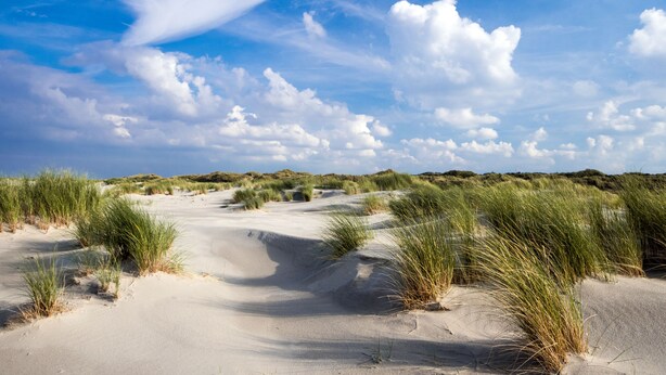 Un paysage sablonneux, parsemé de dunes et d’une végétation clairsemée, sous un ciel dégagé.