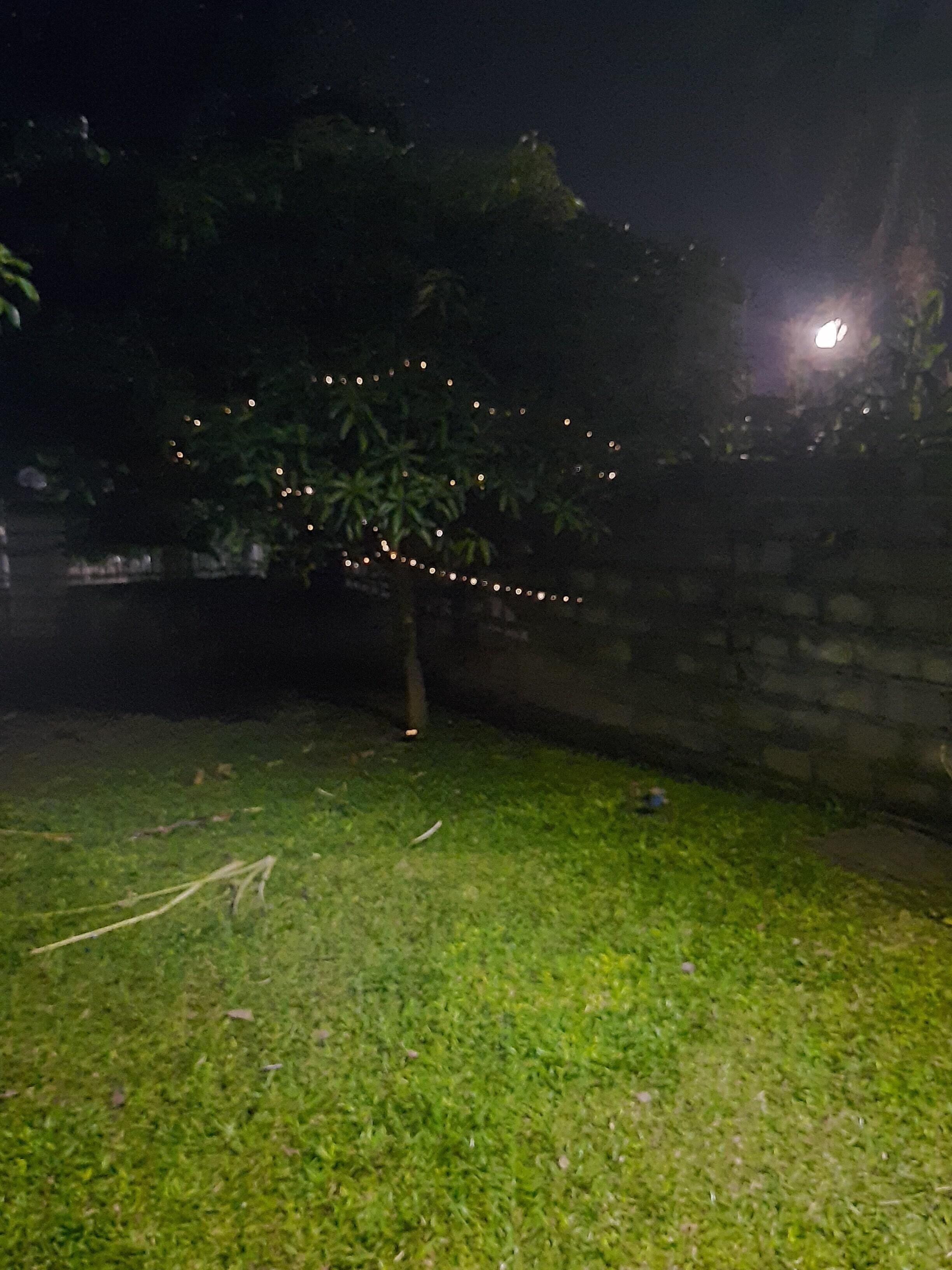 Un espacio al aire libre con césped, un árbol y luces colgantes.