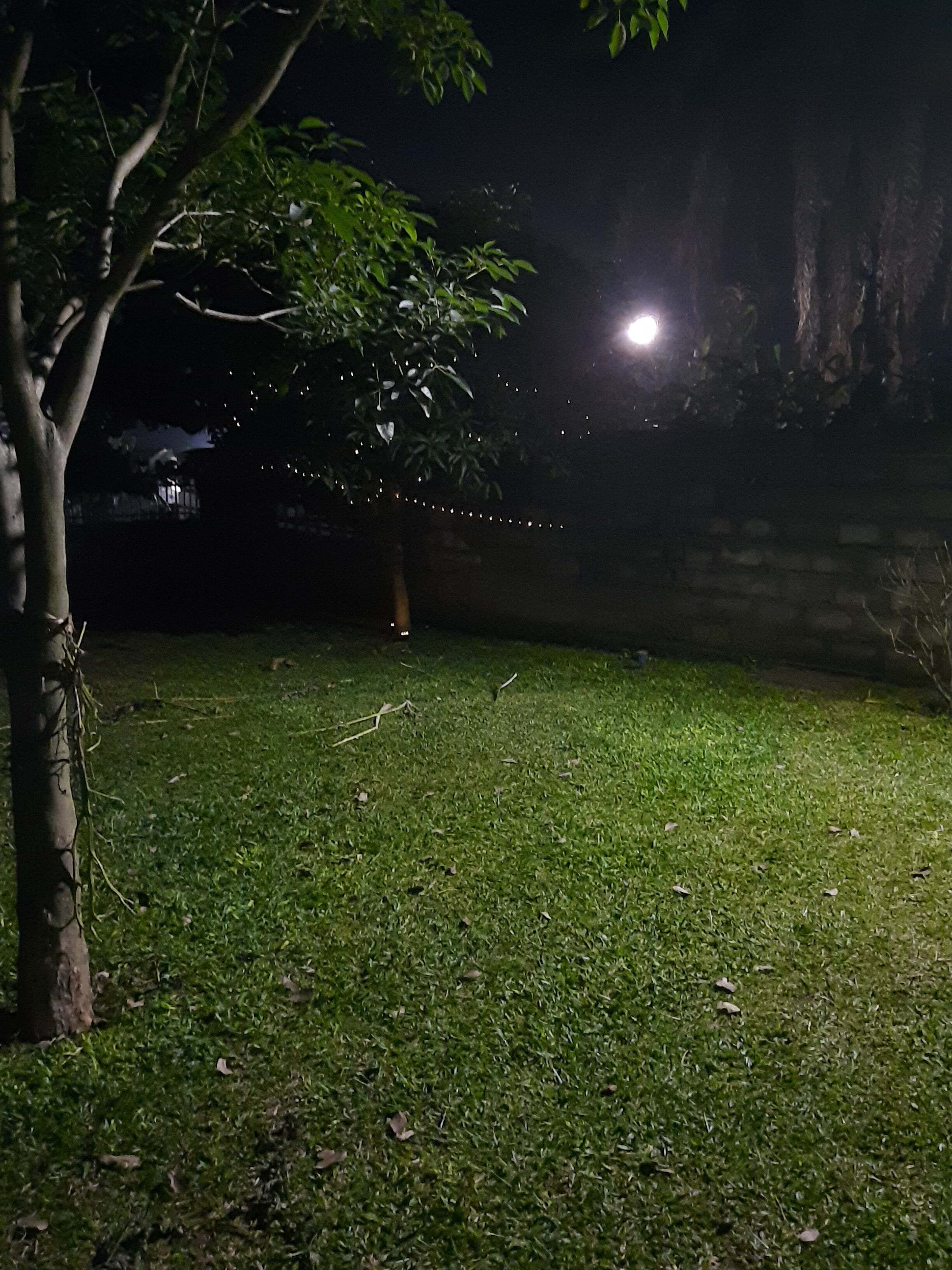 A nighttime outdoor area with a grassy lawn, a tree, and a string of lights.