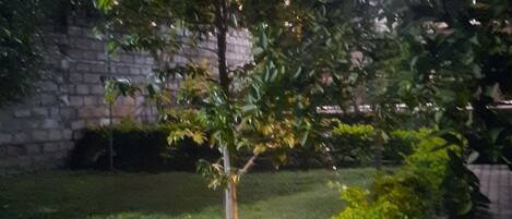 A nighttime outdoor area with a tree, grass, and a stone wall.