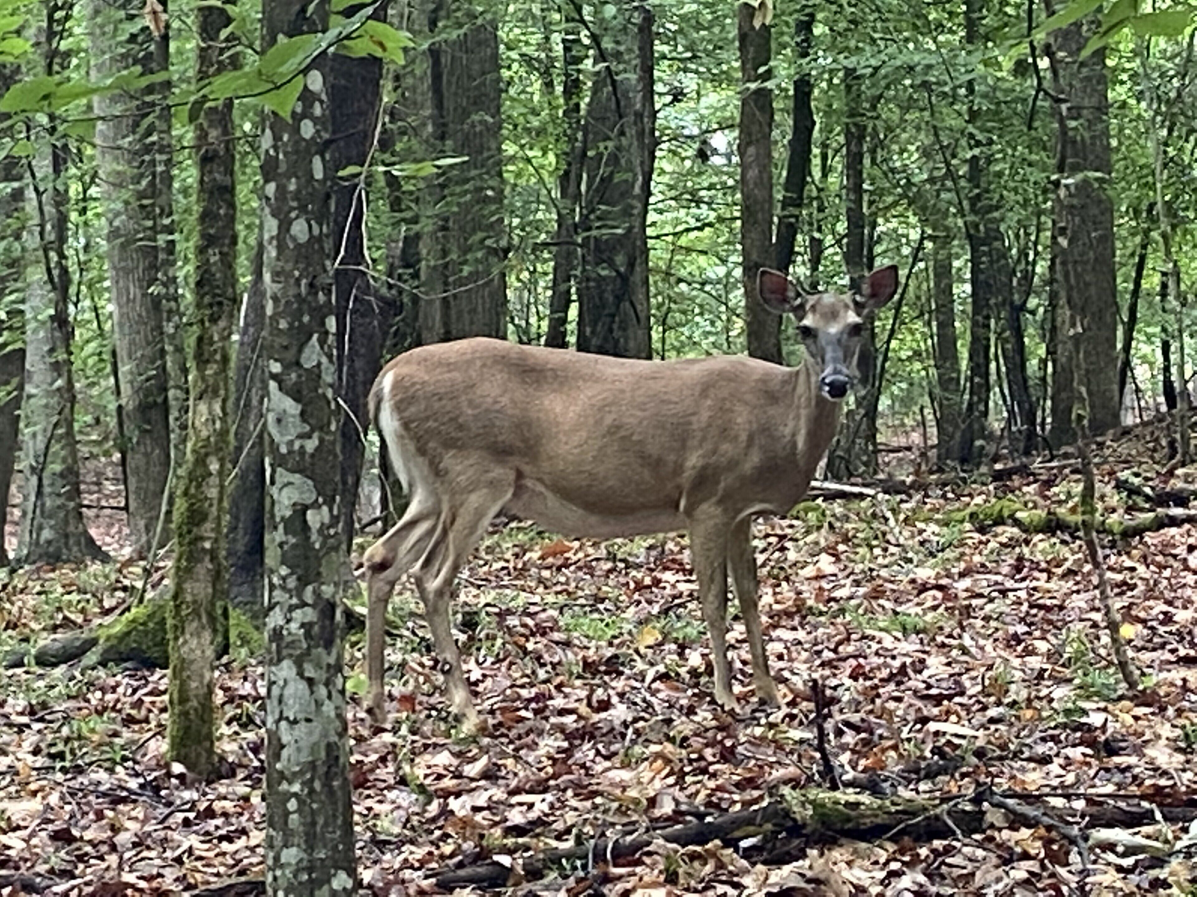 Een hert staat in een bos met dichte bomen en een laag bedekt met gevallen bladeren.