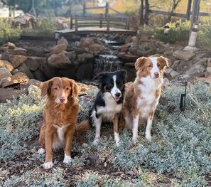 Trois chiens sont assis sur un sol recouvert d’herbe sèche et de petites plantes, avec un pont de pierre et une petite cascade en arrière-plan.