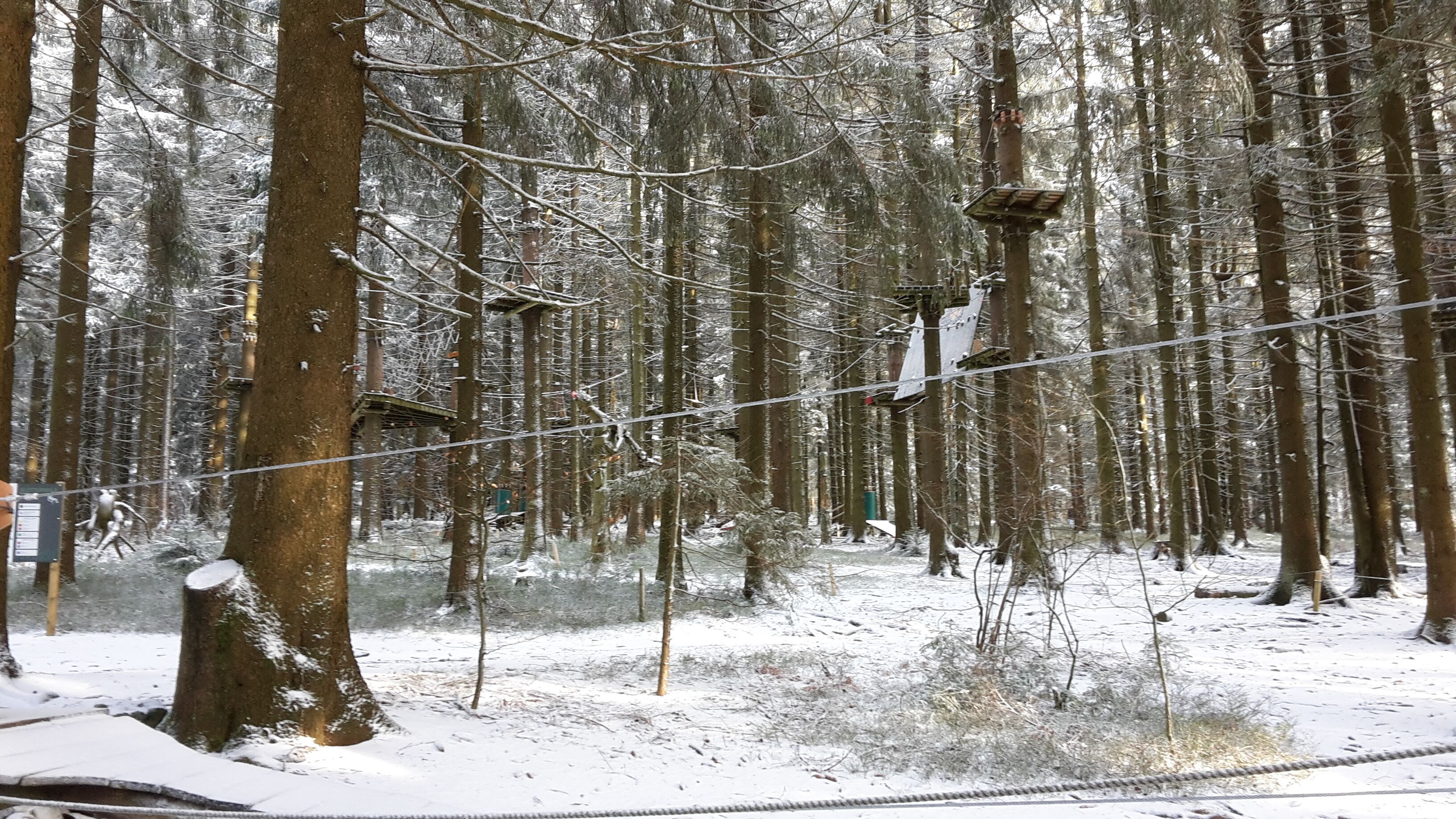 A snowy forest with tall trees and a suspension bridge.