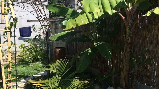 A garden with a bamboo fence, a small shed, and a variety of plants including banana trees and palm fronds. - Tropical, private, safe brand new 3 bedroom home (panajachel)