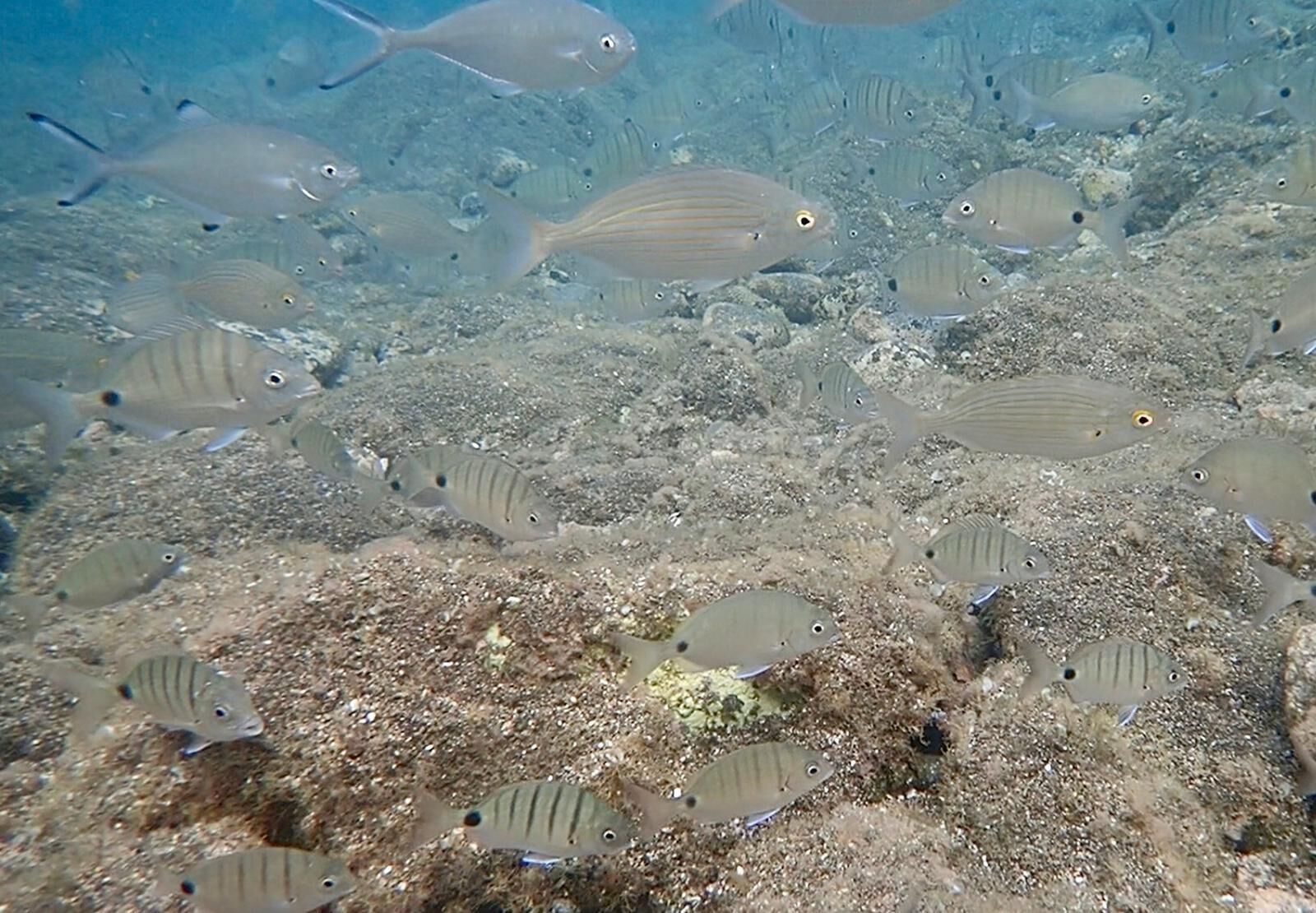 A group of fish swimming in an underwater environment with a rocky seabed.