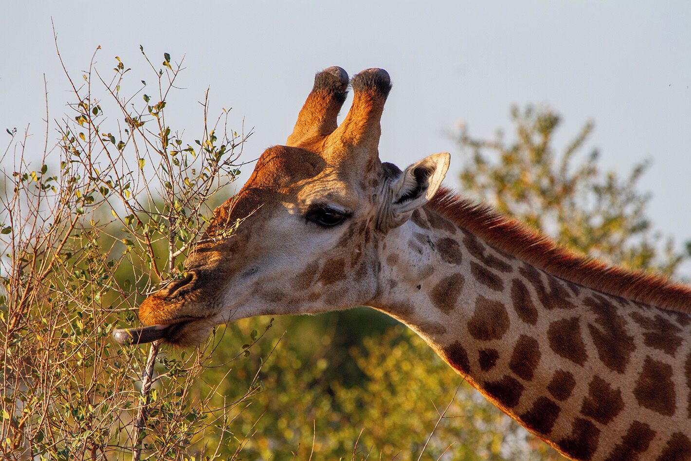 A giraffe with a patterned coat and a brown mane, standing in a natural setting with sparse vegetation and trees in the background.