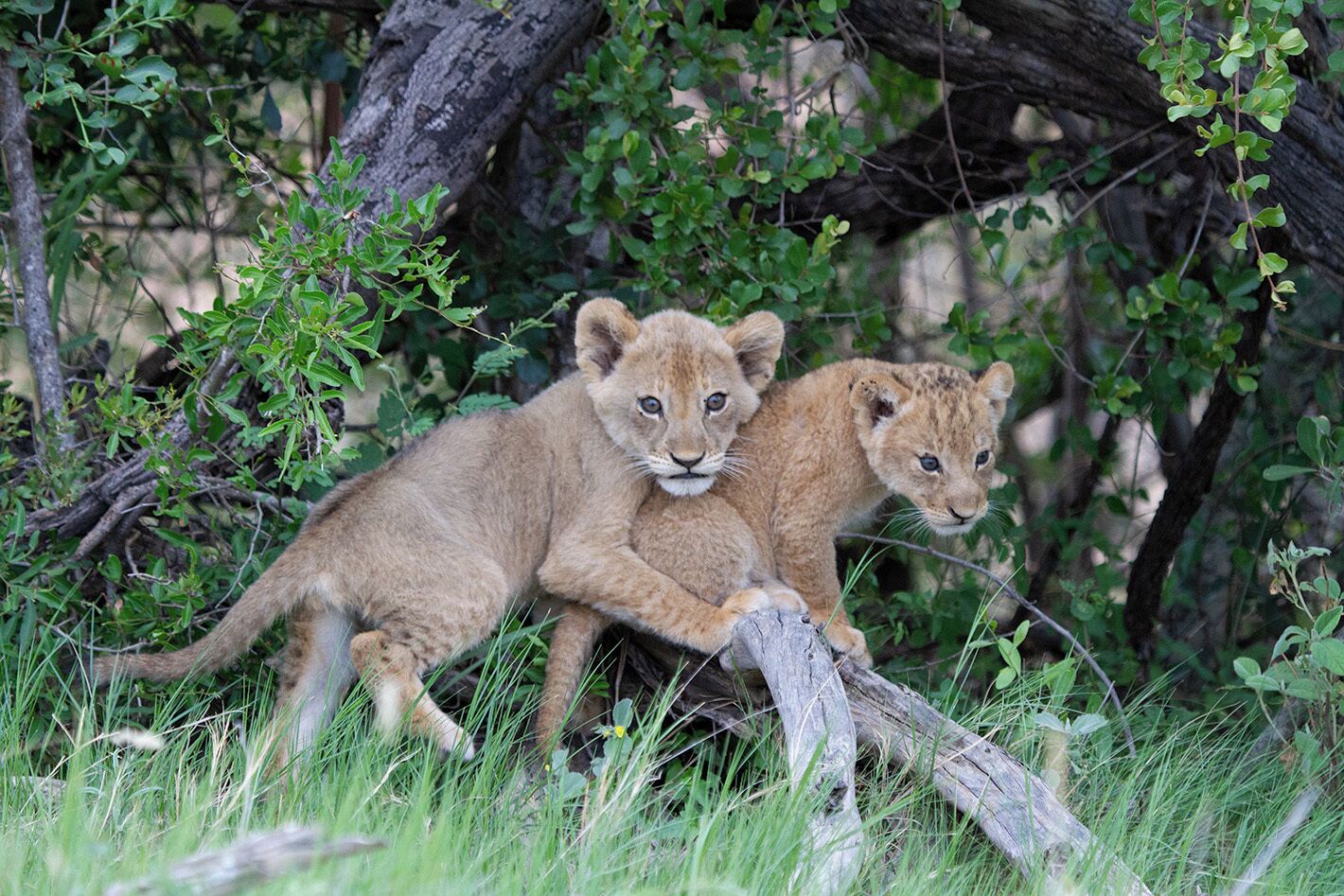 Safari