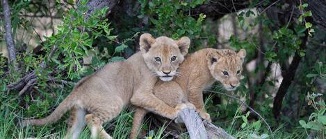 Safari