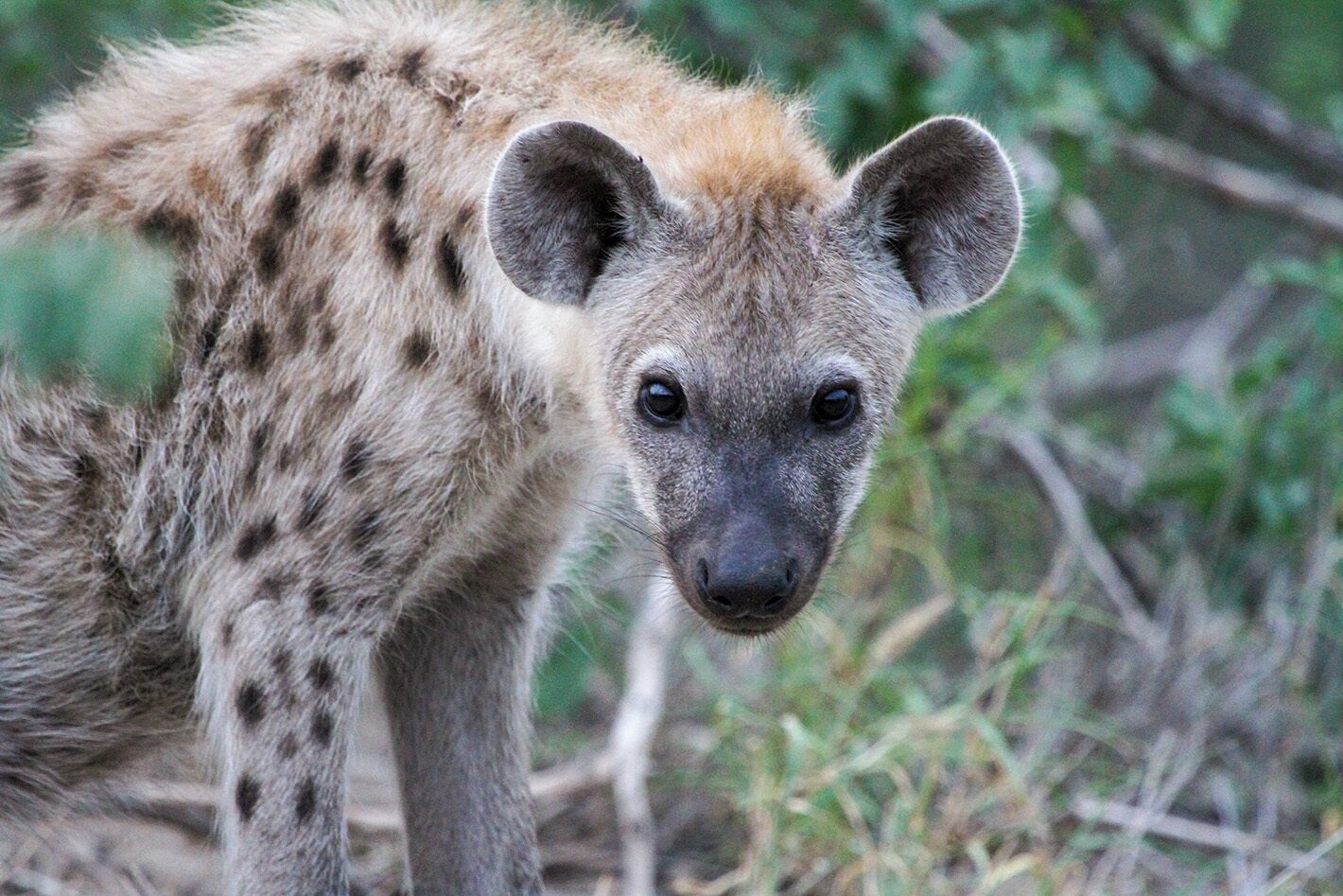 Un chacal dans son environnement naturel.