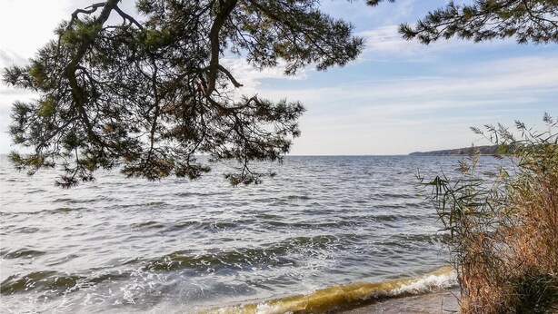 Une plage avec des vagues, un arbre et une côte lointaine.