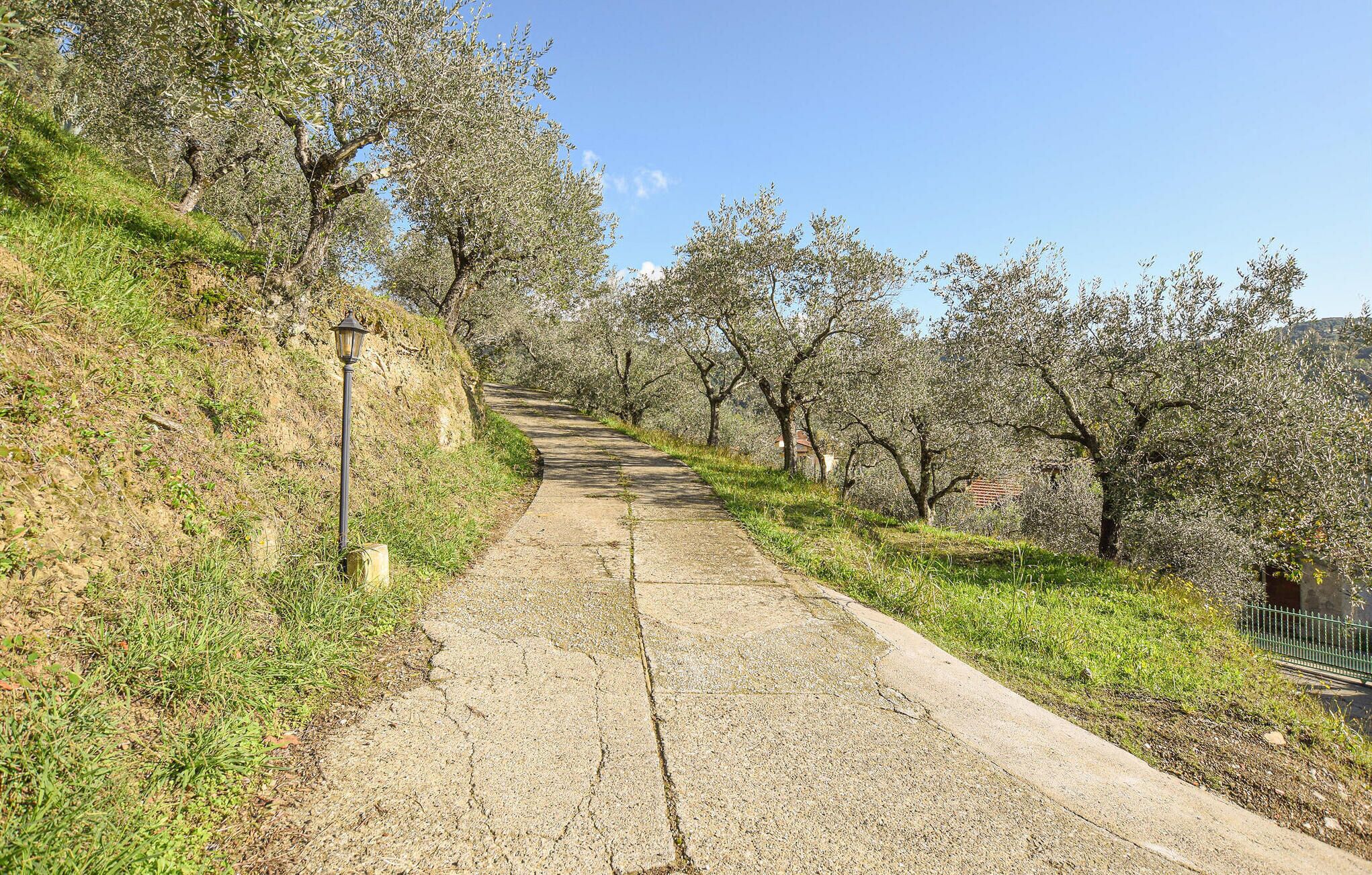 A paved path flanked by olive trees, leading uphill.