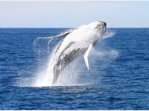 Una ballena rompiendo la superficie del océano.